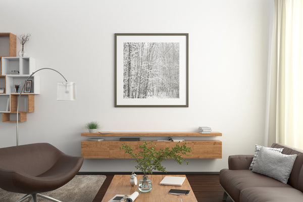 Birch trees covered in snow in the forest | Photo Art Print fine art photographic print