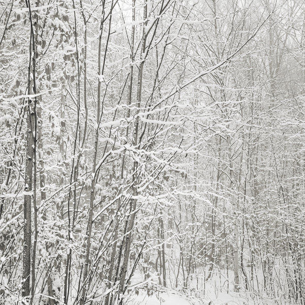 Birch trees covered in snow in the forest | Photo Art Print fine art photographic print