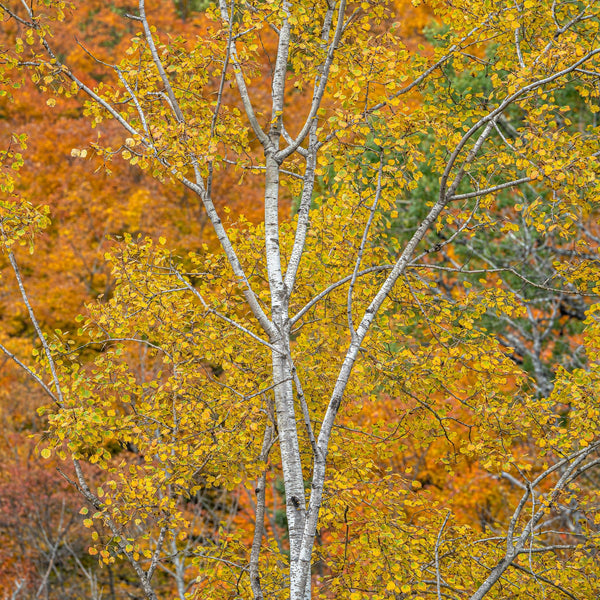 Birch trees with autumn foliage Haliburton County Ontario Canada | Photo Art Print fine art photographic print