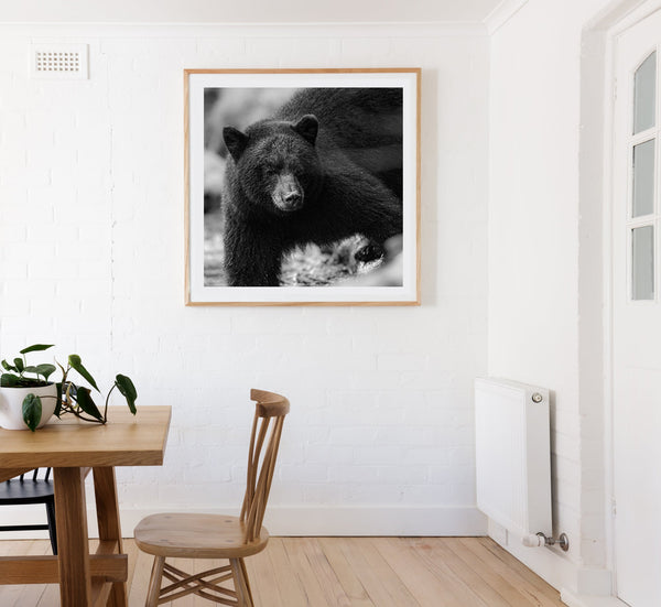 Black Bear in British Columbia | Photo Art Print fine art photographic print