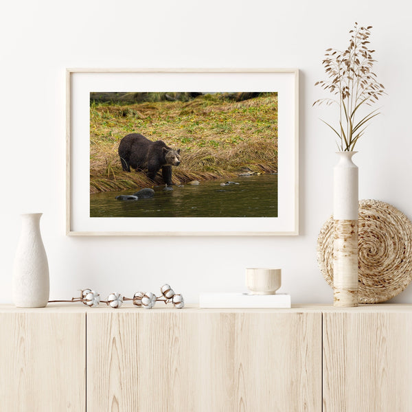 Black bear by the river in early morning fog | Photo Art Print fine art photographic print