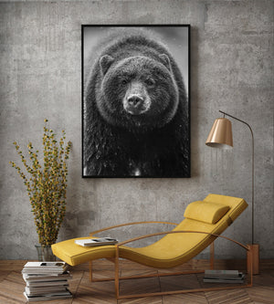 Black bear face closeup in British Columbia | Photo Art Print fine art photographic print