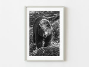 Black bear in the British Columbia interior | Photo Art Print fine art photographic print