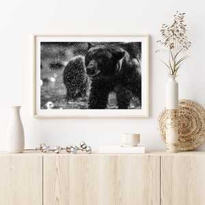 Black bear shaking water off fur | Photo Art Print fine art photographic print