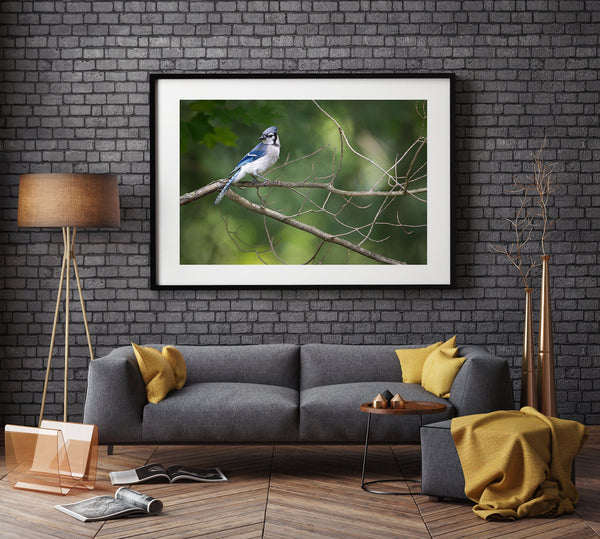 Bluejay bird sitting on a branch with soft focus background | Photo Art Print fine art photographic print