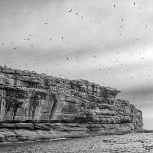 Flying seabirds scatter across a cloudy sky above Bonaventure Island’s rock ledges