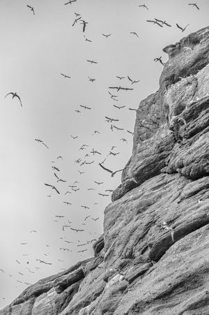 Basstölpelkolonien fliegen auf Bonaventure Island | Foto Kunstdruck Fine Art Fotodruck