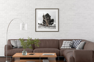 Bristlecone Ancient tree | Photo Art Print fine art photographic print