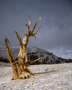 Bristlecone Pine Ancient tree | Photo Art Print fine art photographic print