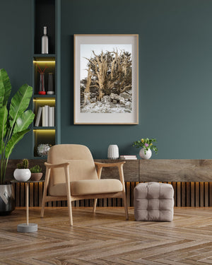 Bristlecone Pines Trees in the mountain | Photo Art Print fine art photographic print