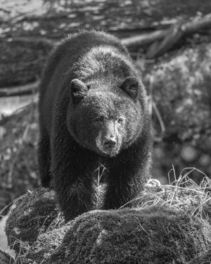 Orso nero nell'interno della Columbia Britannica | Foto Stampa d’arte Fine Art stampa fotografica