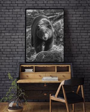 Orso nero nell'interno della Columbia Britannica | Foto Stampa d’arte Fine Art stampa fotografica
