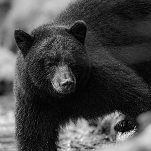 Square wildlife photograph of a black bear looking toward the camera.