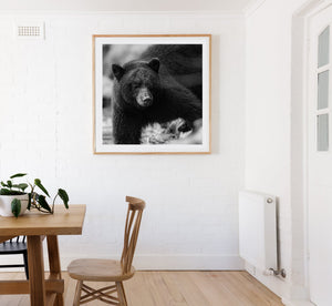 A black bear’s face and broad shoulder against a softly blurred background.