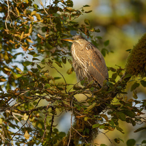 A heron rests on a mossy branch amid green foliage and golden light.