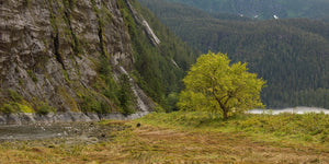 A bright green tree stands beside a narrow river below forested hills.