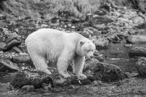 A pale spirit bear stands on dark rocks above shallow stream water.