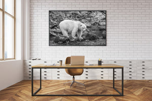 Black and white wildlife photograph of a spirit bear looking along a rocky stream.