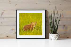 Warm brown fur contrasts with bright green grass surrounding a bear cub.