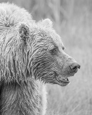 A bear looks to the side with a slightly open mouth against a soft grassy background.