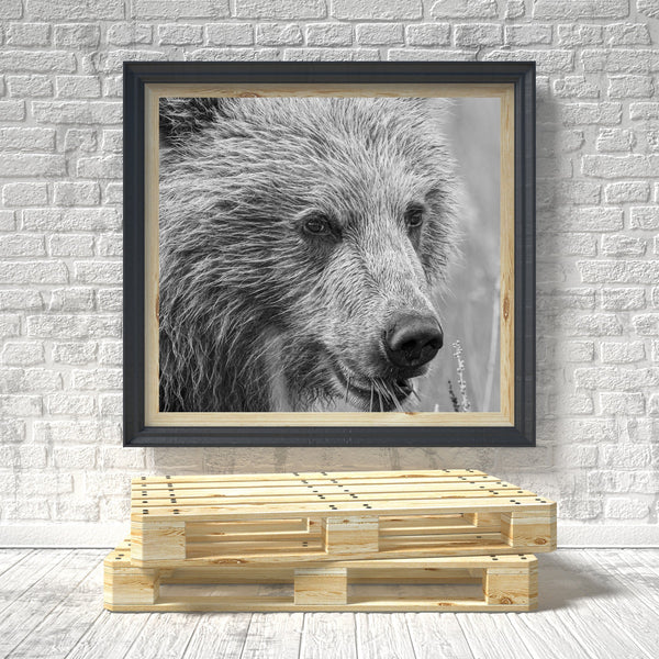 Brown bear cub eating grass headshot | Photo Art Print fine art photographic print
