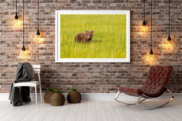 Brown bear cub in grass field | Photo Art Print fine art photographic print