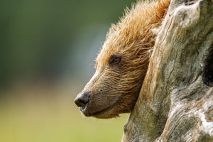 Brown bear cub in the wild | Photo Art Print fine art photographic print