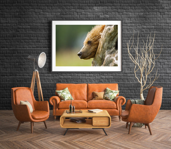 Brown bear cub in the wild | Photo Art Print fine art photographic print