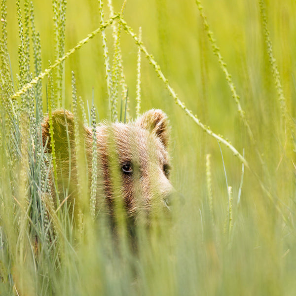 Brown bear cub peeks over grasses | Photo Art Print fine art photographic print