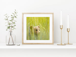 Brown bear cub peeks over grasses | Photo Art Print fine art photographic print