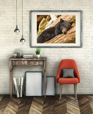 Brown bear cub resting on log | Photo Art Print fine art photographic print
