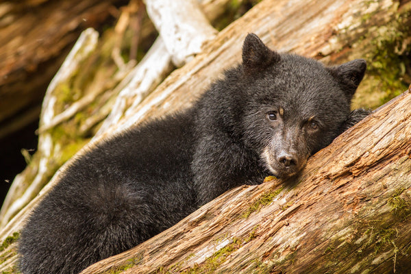 Brown bear cub resting on log | Photo Art Print fine art photographic print
