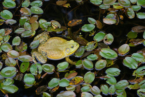 An overhead view of a bullfrog surrounded by green leaves on dark pond water.