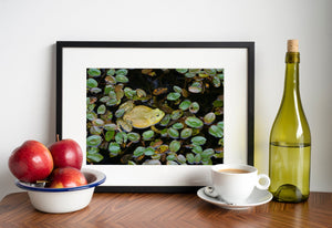 Algonquin Park pond photograph with a bullfrog nestled among floating foliage.