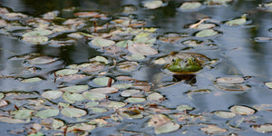 Bullfrog in a pond | Photo Art Print fine art photographic print