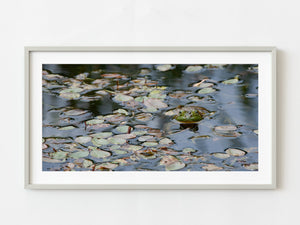 Bullfrog in a pond | Photo Art Print fine art photographic print