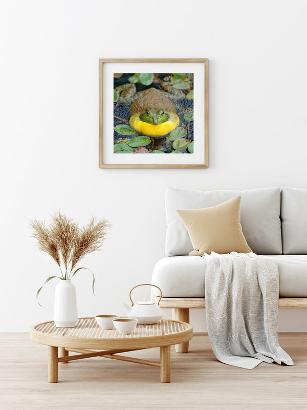 Bullfrog in pond closeup | Photo Art Print fine art photographic print