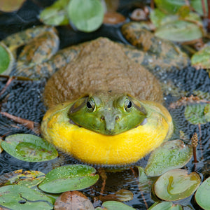 Bullfrog in pond closeup | Photo Art Print fine art photographic print