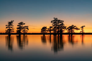 Dark cypress trees stand against an orange horizon and blue evening sky at Caddo Lake.