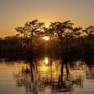 Warm evening light filters through a dark cypress treeline above Caddo Lake.