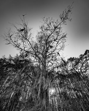 Cypress branches spread across a pale sky above hanging Spanish moss.