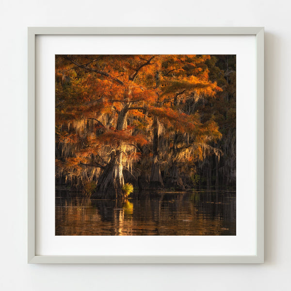 Caddo Lake Cypress Trees Glowing with Color | Photo Art Print fine art photographic print