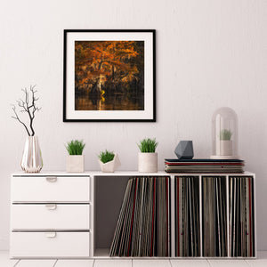 Caddo Lake Cypress Trees Glowing with Color | Photo Art Print fine art photographic print