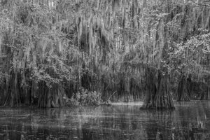 Dense Spanish moss hangs from cypress branches along the edge of Caddo Lake.