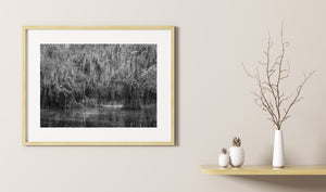 Monochrome woodland scene with moss-covered cypress trees and dark lake reflections.