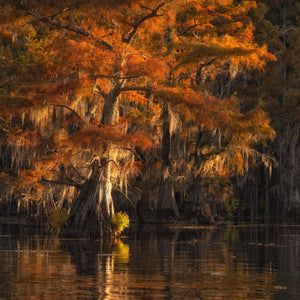 Golden-orange cypress branches spread above still Caddo Lake water.