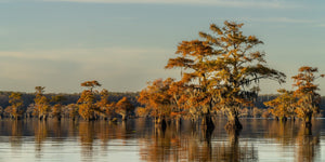 Warm autumn foliage surrounds cypress trunks rising from calm Caddo Lake water.