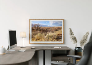 Colour photograph of California grass fields, scattered vegetation and soft mountain silhouettes.