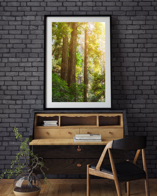 California redwood trees in sunshine | Photo Art Print fine art photographic print