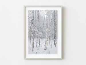 Canadian birch trees Haliburton Forest | Photo Art Print fine art photographic print